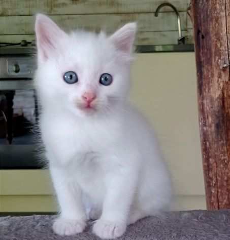 gattino maschio bianco mix siberiano