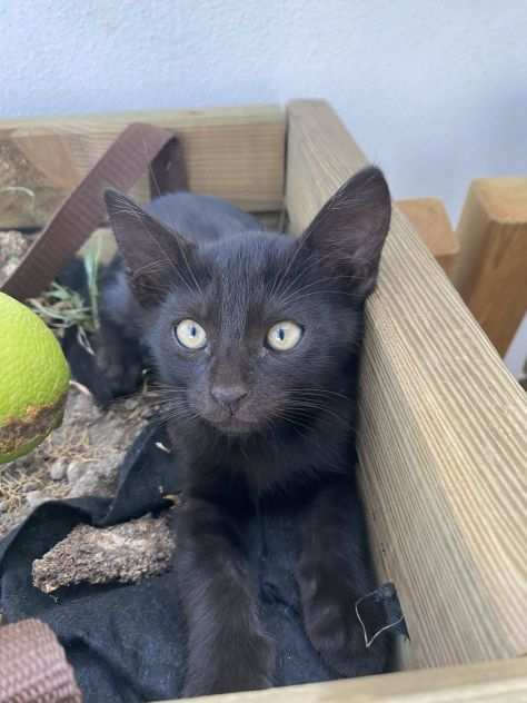 Gattino nero cerca una famiglia che lo adotti