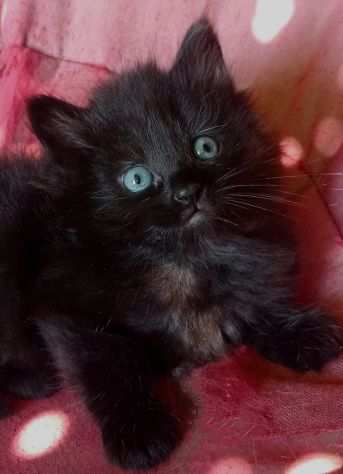 gattino nero maschio siberiano