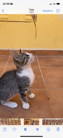 Gattino triste e solo cerca l affetto di una famiglia