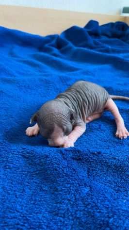 Gatto nudo sphynx