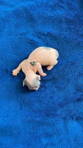 Gatto nudo sphynx