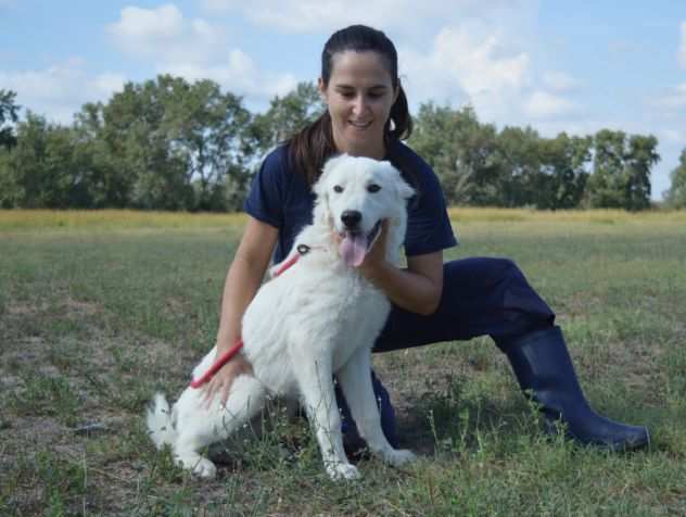 Gebbert, buono e confidente - cucciolo, maremmano taglia media - IN ADOZIONE