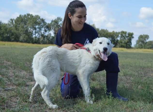 Gebbert, buono e confidente - cucciolo, maremmano taglia media - IN ADOZIONE