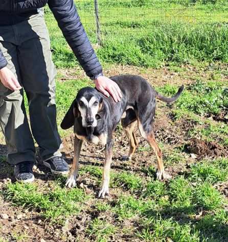 Geppo segugio italiano scarto di cacciatori egrave finito in canile da anni