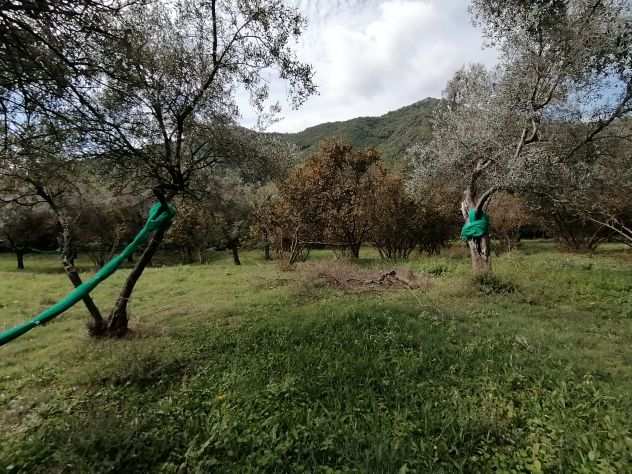 GIFFONI VALLE PIANA LOC. BELVEDERE Terreno di 13 ETTARI