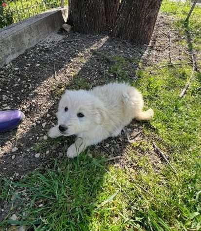 Gigi e Ciro cuccioli