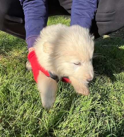 Gigi e Ciro cuccioli