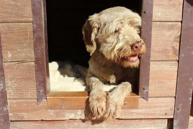 Gigi simil lagotto