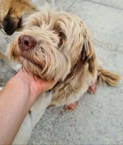 Gigi simil lagotto