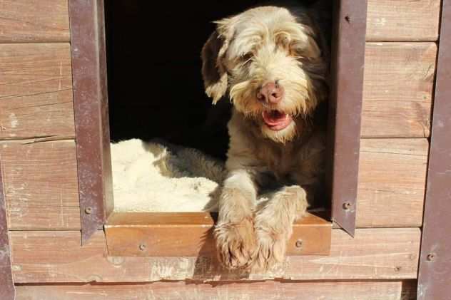 Gigi simil lagotto