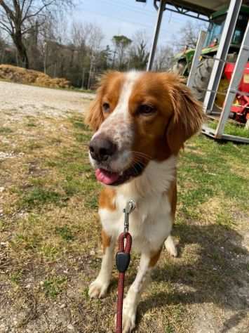 Gigio incrocio setter