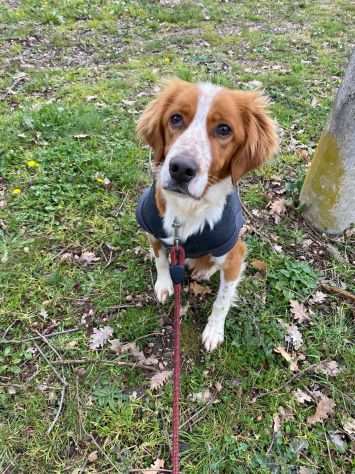 Gigio incrocio setter