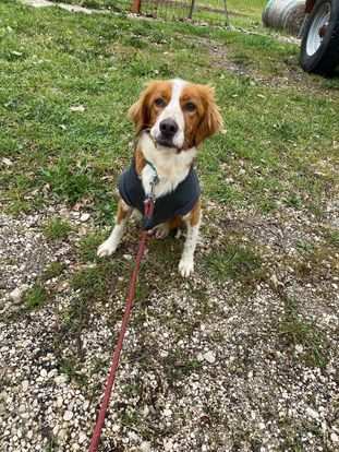 Gigio incrocio setter