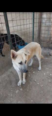 GINO 5 MESI, NESSUNA CHIAMATA CERCA ANCORA CASA (