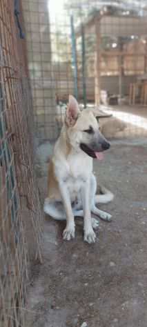 GINO 5 MESI, NESSUNA CHIAMATA CERCA ANCORA CASA (