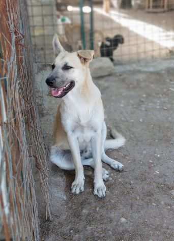 GINO 5 MESI, NESSUNA CHIAMATA CERCA ANCORA CASA (