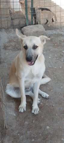 GINO, 7 MESI CIRCA, TG MEDIA, RIMASTO SOLO CERCA UNA FAMIGLIA X SEMPRE