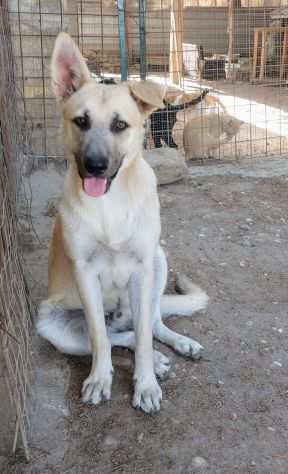 GINO, 7 MESI CIRCA, TG MEDIA, RIMASTO SOLO CERCA UNA FAMIGLIA X SEMPRE