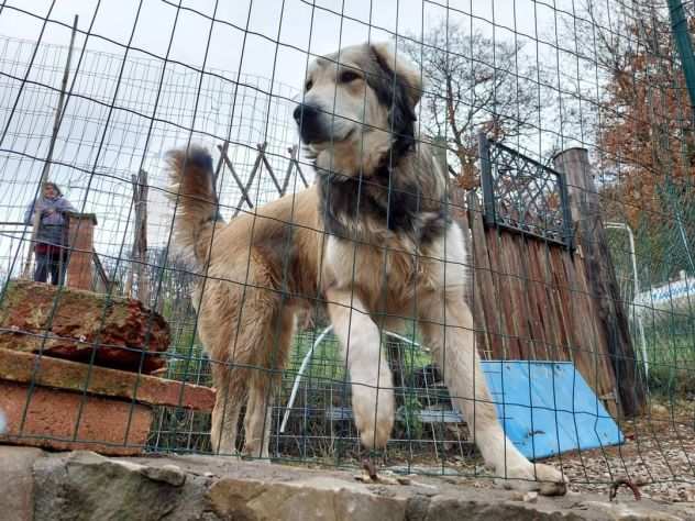 Gino, super cucciolone taglia XL.