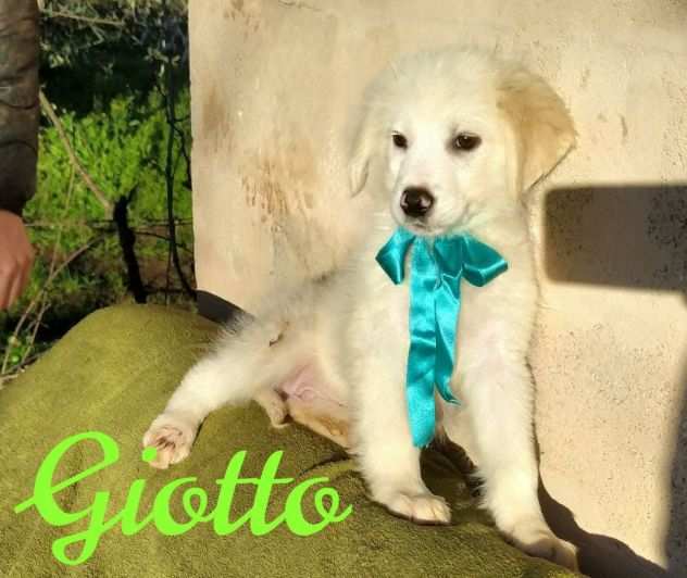 Giotto cucciolo maschio mix breton