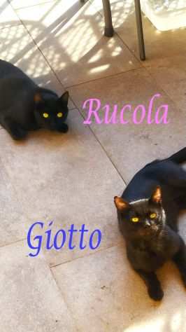 GIOTTO e RUCOLA, dolcissimi gatti in adozione