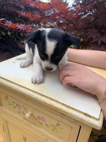 Giove cucciolo