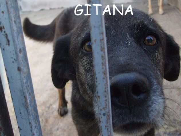 GITANA, adozione del cuore