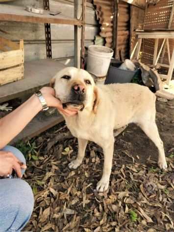 Giulietta labrador fantastica