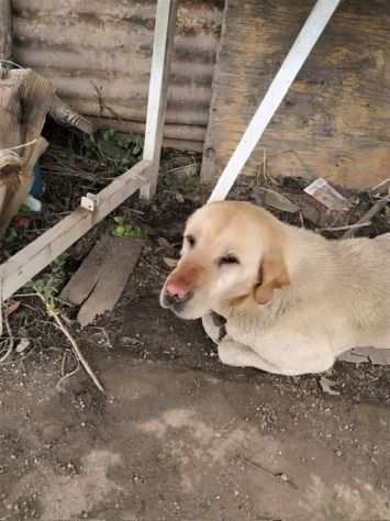 Giulietta labrador fantastica