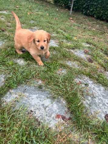 Golden retriever