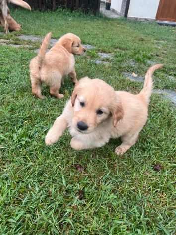 Golden retriever