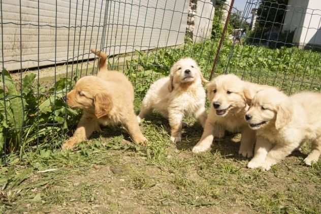 GOLDEN RETRIEVER CUCCIOLI