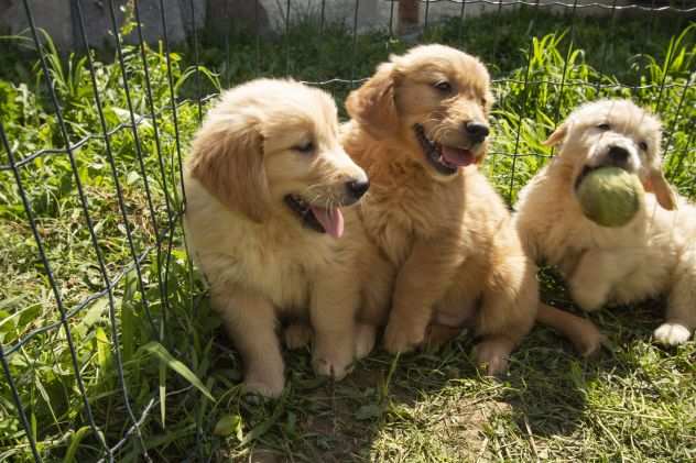 GOLDEN RETRIEVER CUCCIOLI