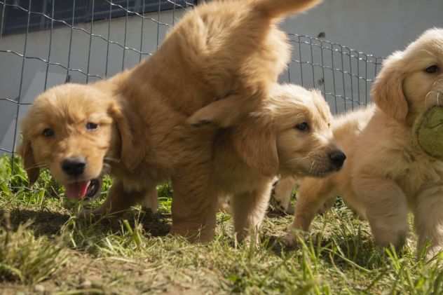 GOLDEN RETRIEVER CUCCIOLI