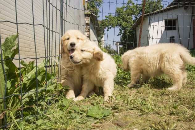 GOLDEN RETRIEVER CUCCIOLI