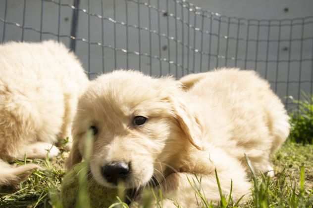 GOLDEN RETRIEVER CUCCIOLI