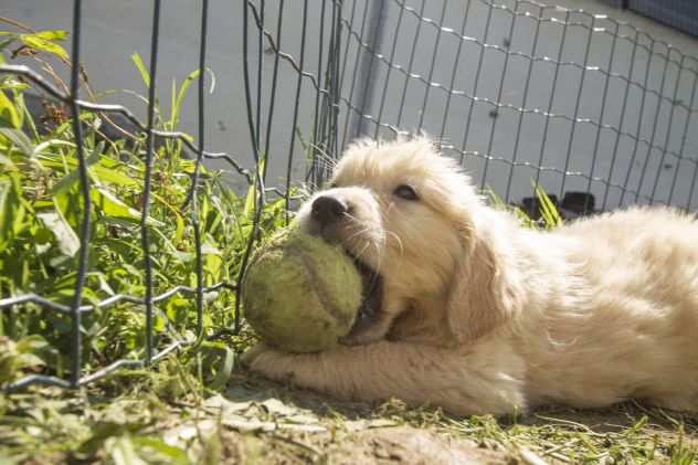 GOLDEN RETRIEVER CUCCIOLI