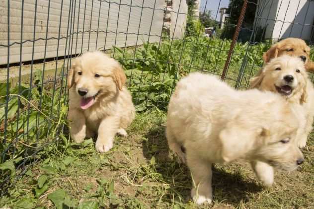 GOLDEN RETRIEVER CUCCIOLI