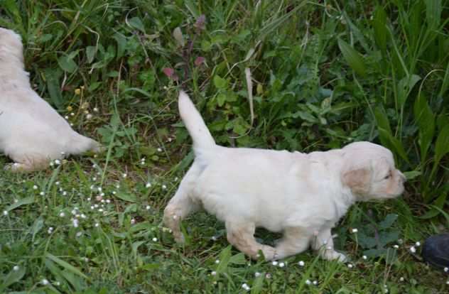 Golden Retriever Cuccioli