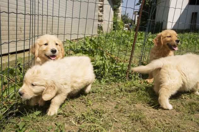 GOLDEN RETRIEVER CUCCIOLI