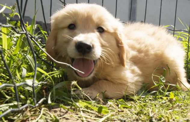 GOLDEN RETRIEVER CUCCIOLI