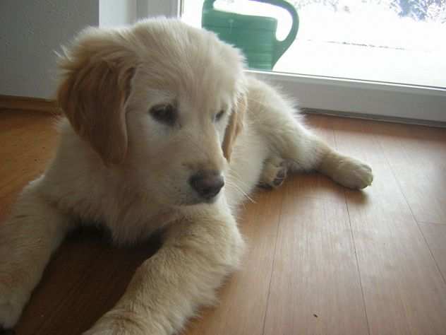 Golden Retriver cuccioli