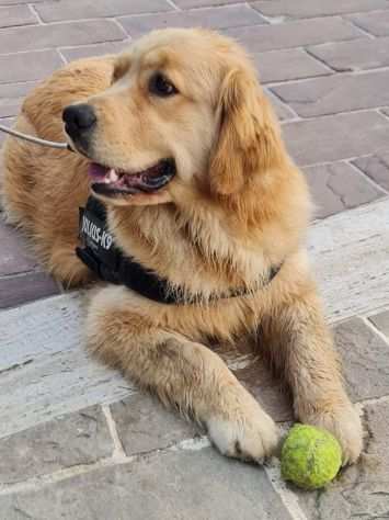 golden retriver pedigree enci sia americano che anglo