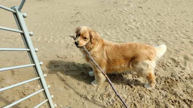 golden retriver pedigree enci sia americano che anglo