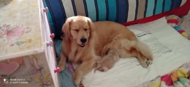 golden retriver pedigree enci sia americano che anglo