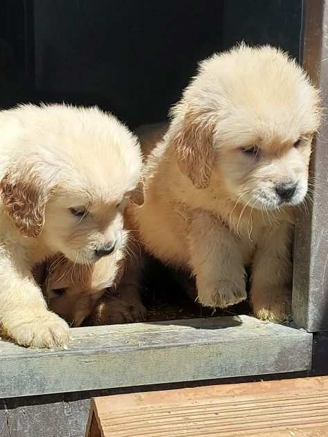 golden retriver pedigree enci sia americano che anglo