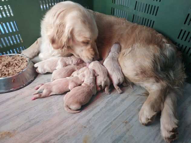 golden retriver pedigree enci sia americano che anglo