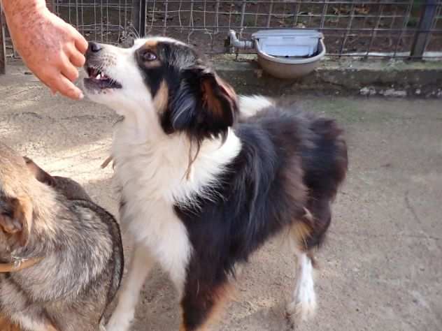 GOLIA 4anni bello e di indole buona Calabria