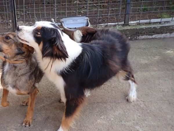 GOLIA 4anni bello e di indole buona Calabria